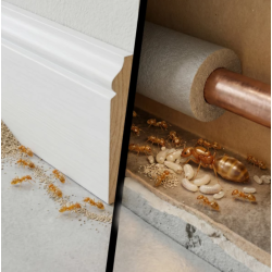 Mittel gegen Pharaoameisen – Pulver mit Zweikomponenten-Lockstoff No Pest Faraodust 250 g.